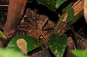 丽棘蜥-Acanthosaura Lepidogaster