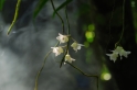 011-重唇石斛Dendrobium hercoglossum